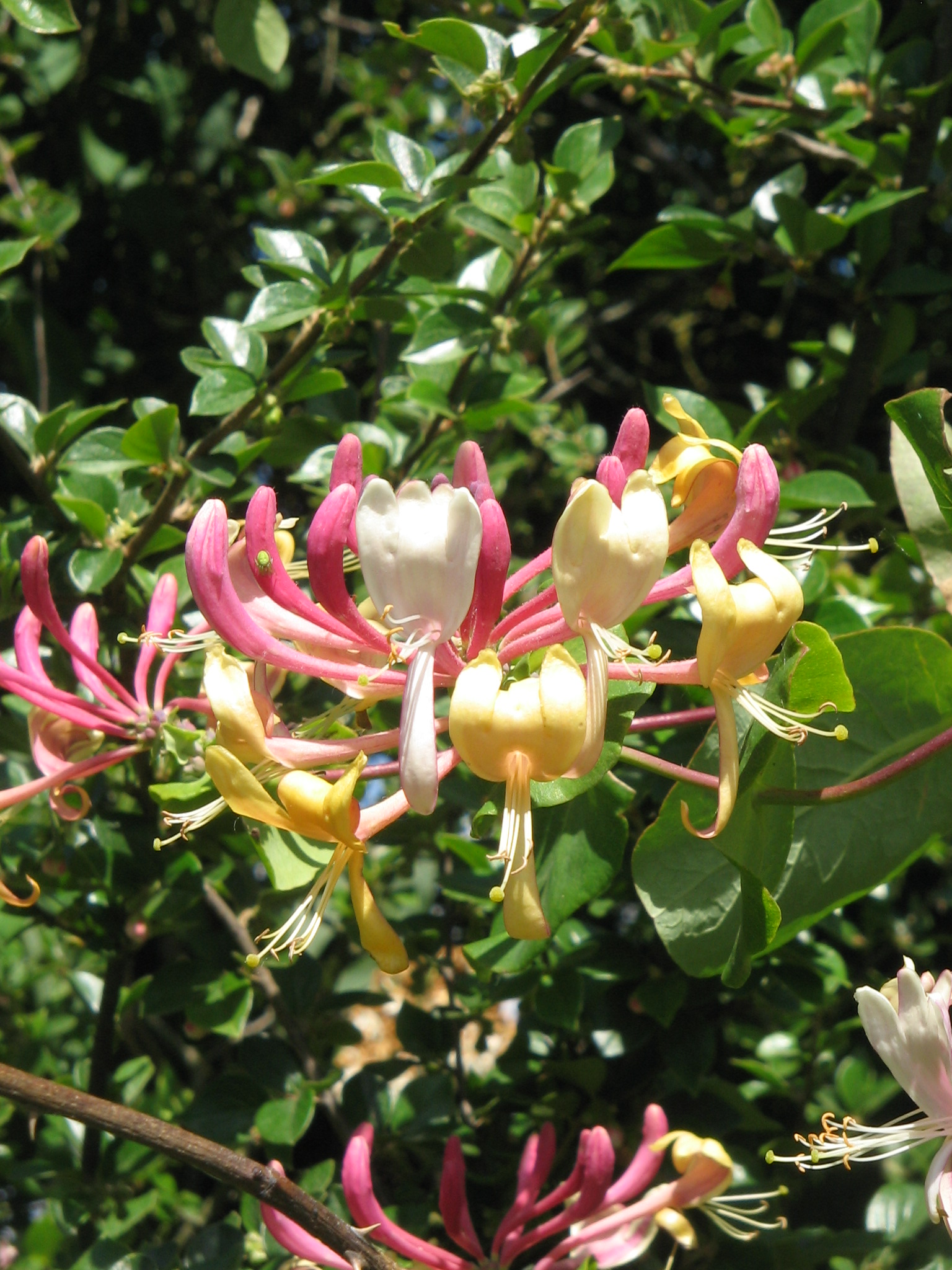 honeysuckle ne demek