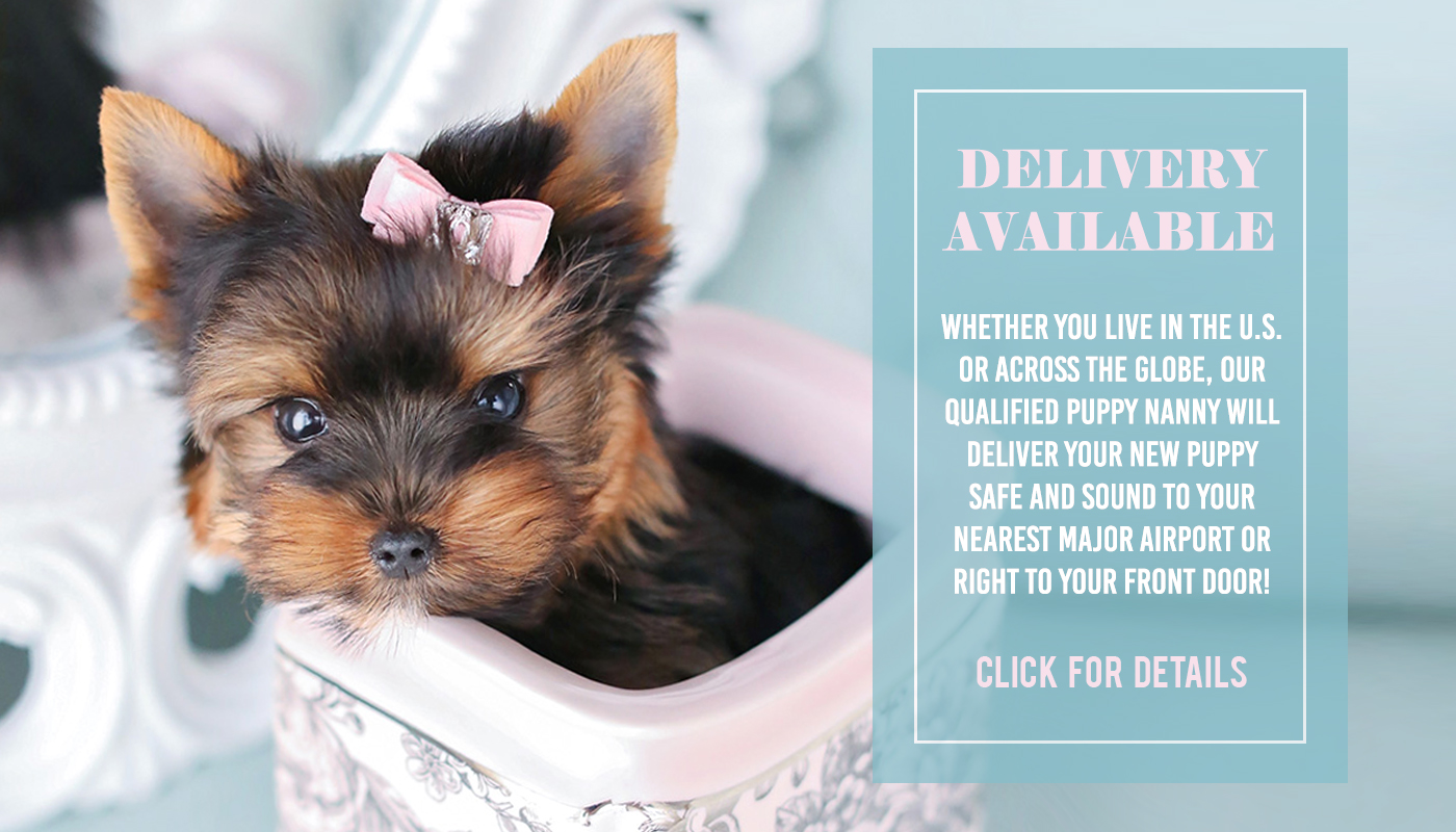 teacup dog breeds for sale