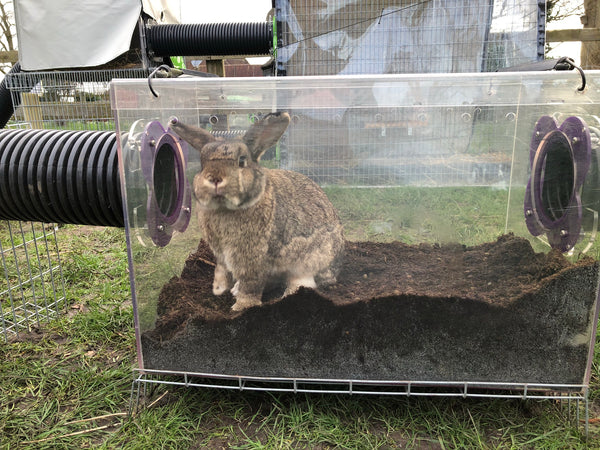 bunny digging box