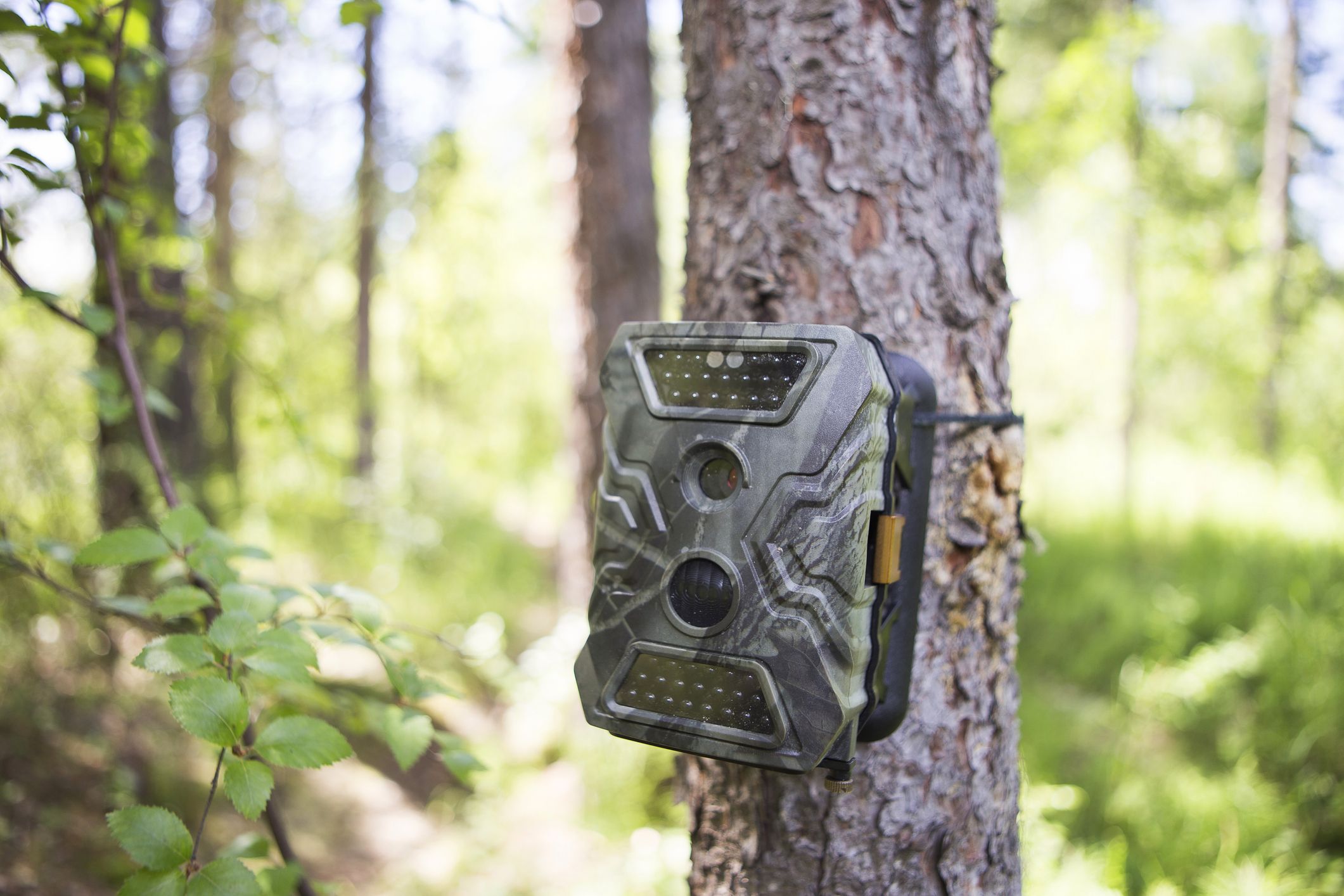 best budget trail camera uk