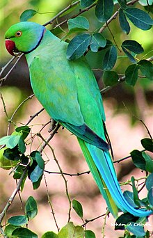 images of parrot bird