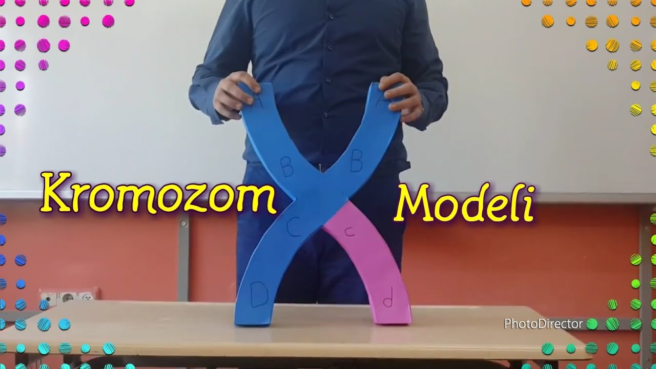 kromozom modeli yapımı
