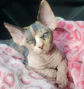 sphynx cat adoption ohio