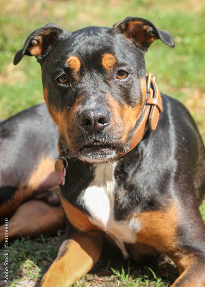 pit bull mixed with rottweiler