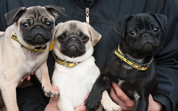 pug puppies for sale scotland