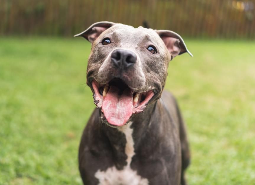 pitbull and terrier mix