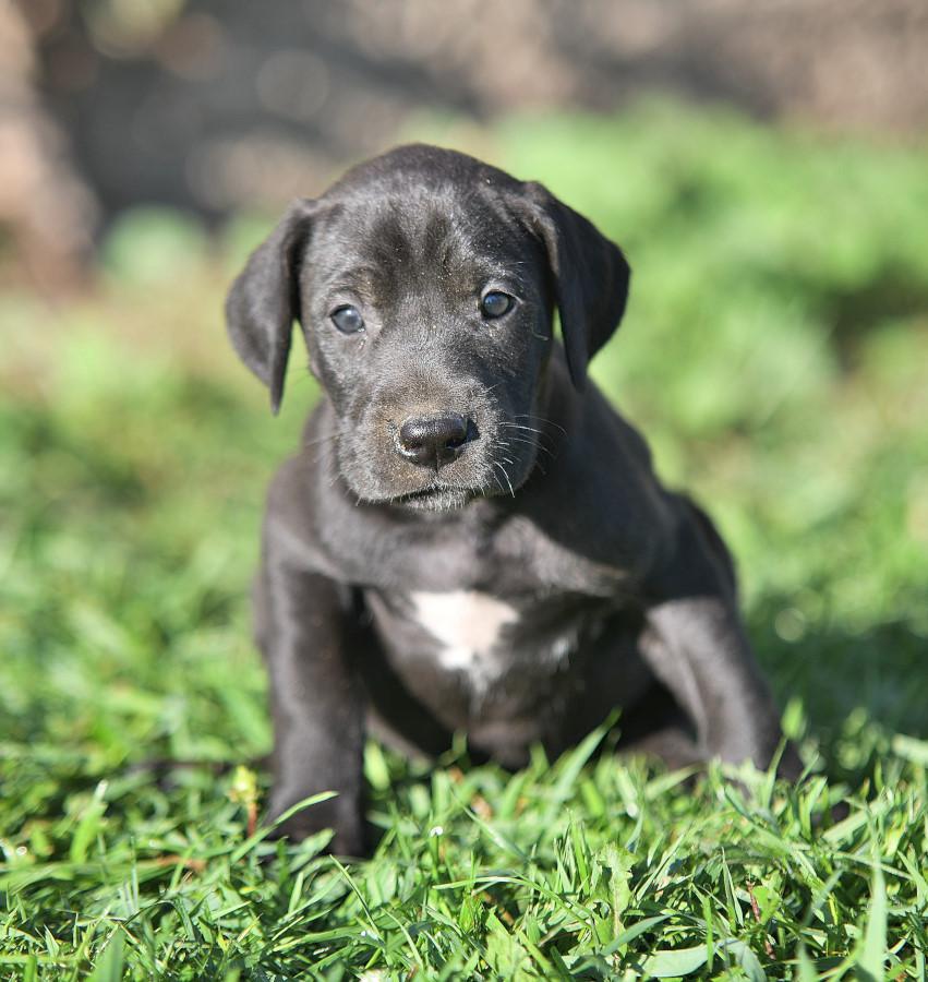 great dane puppies for sale near me