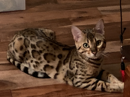 how much does a bengal house cat cost