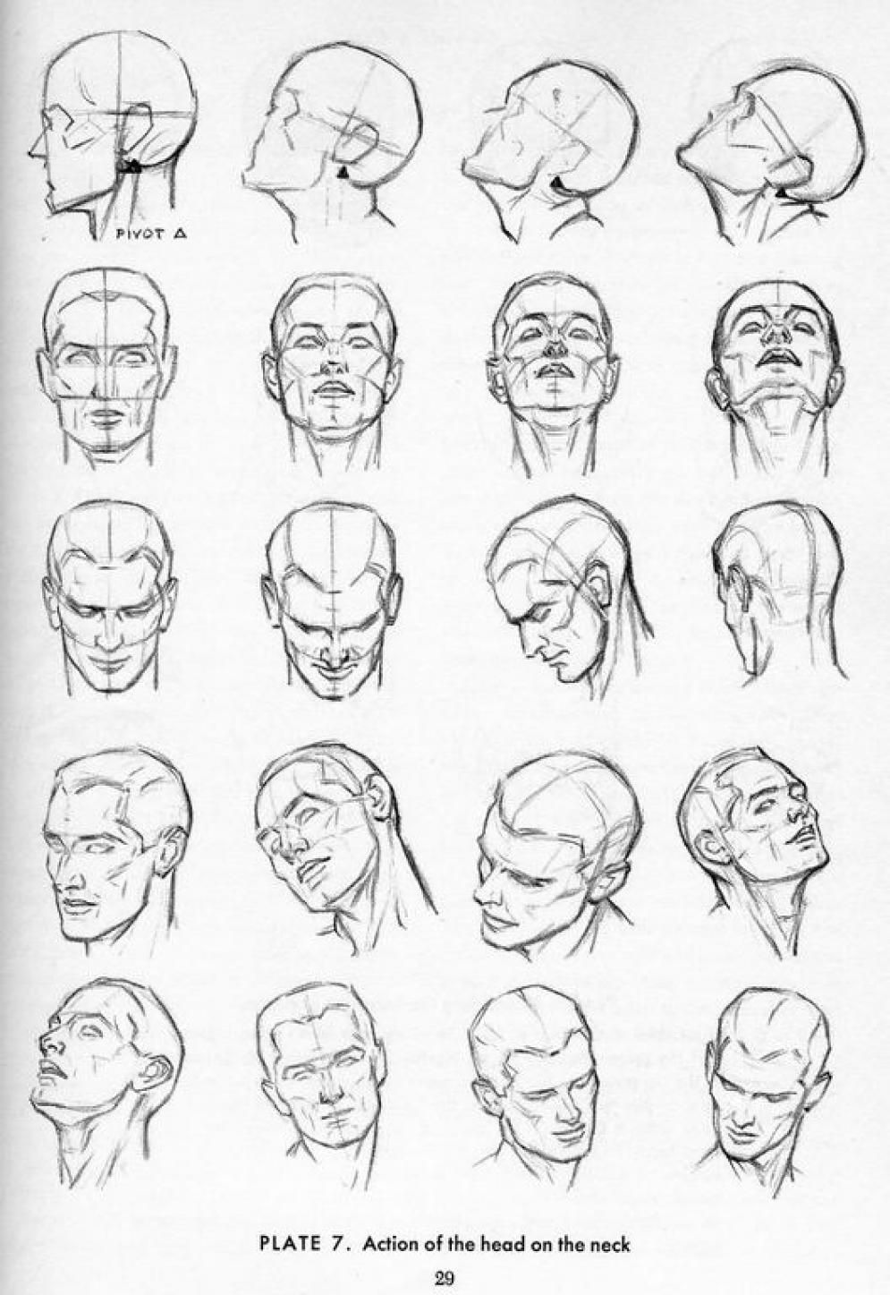 face anatomy drawing