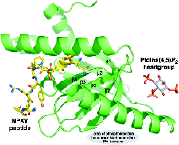 pleckstrin homology domain