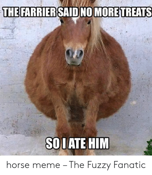 horse meme