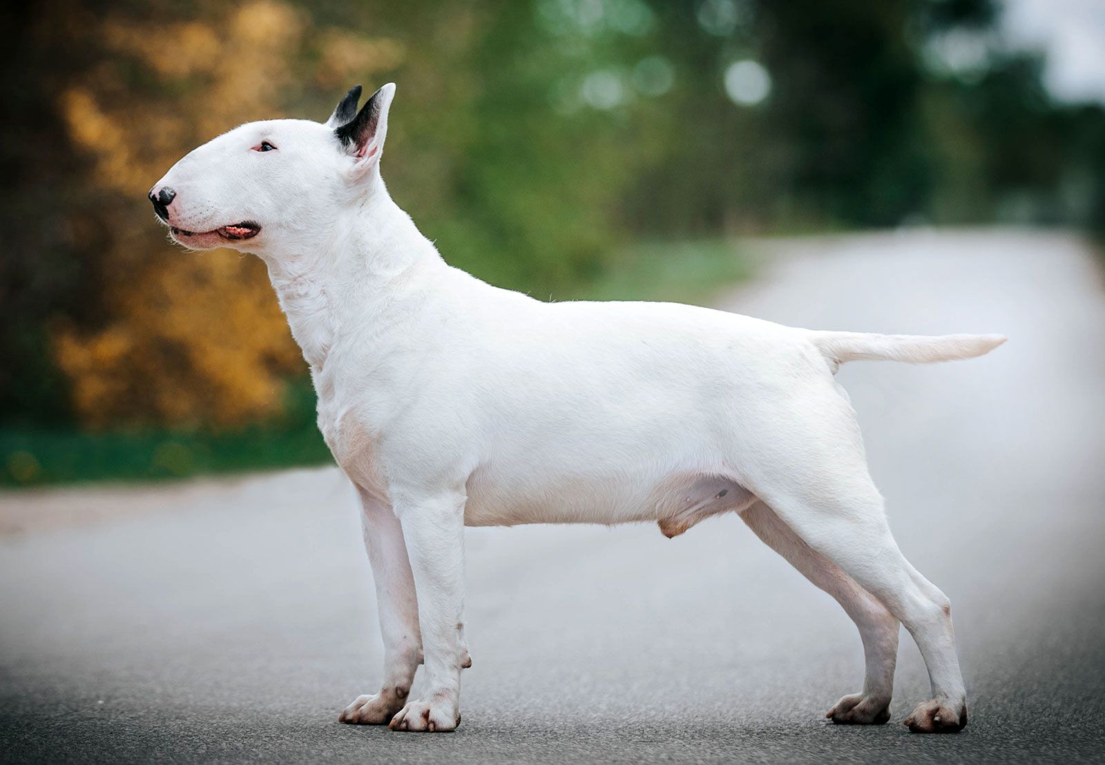 pics of bull terrier dogs