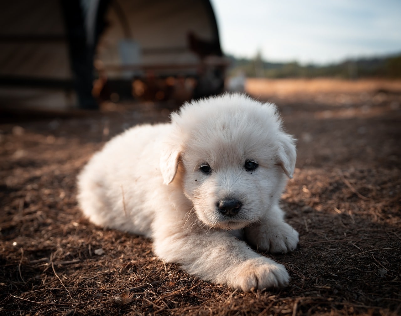 great pyrenees puppy images