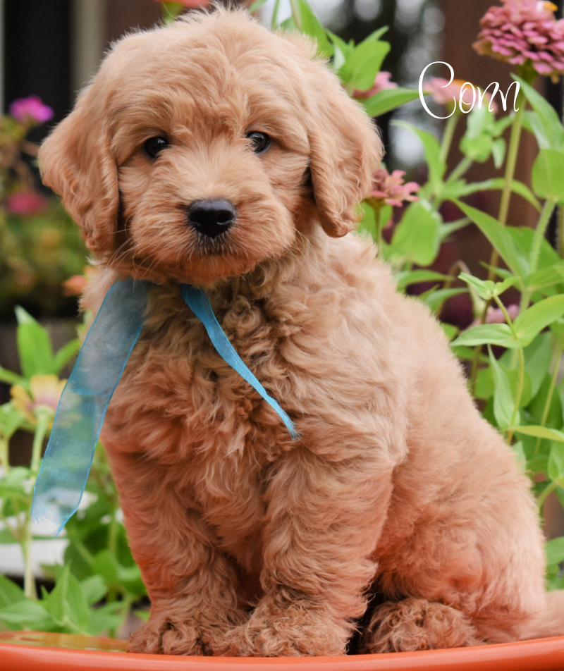 goldendoodle puppies