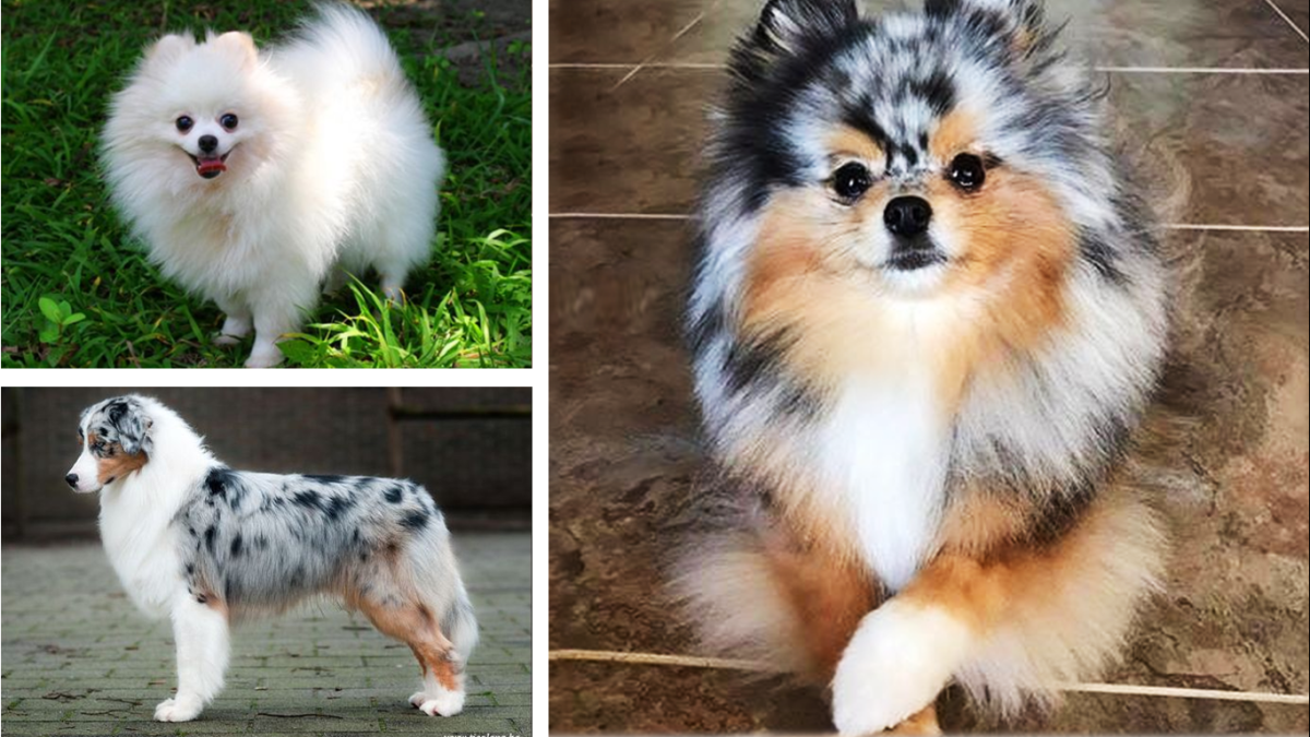 pomeranian mix