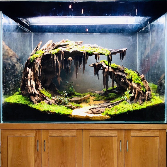 aquascape fish tank