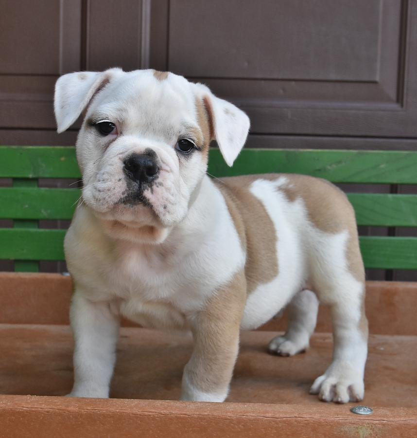 olde english bulldogge puppies for sale