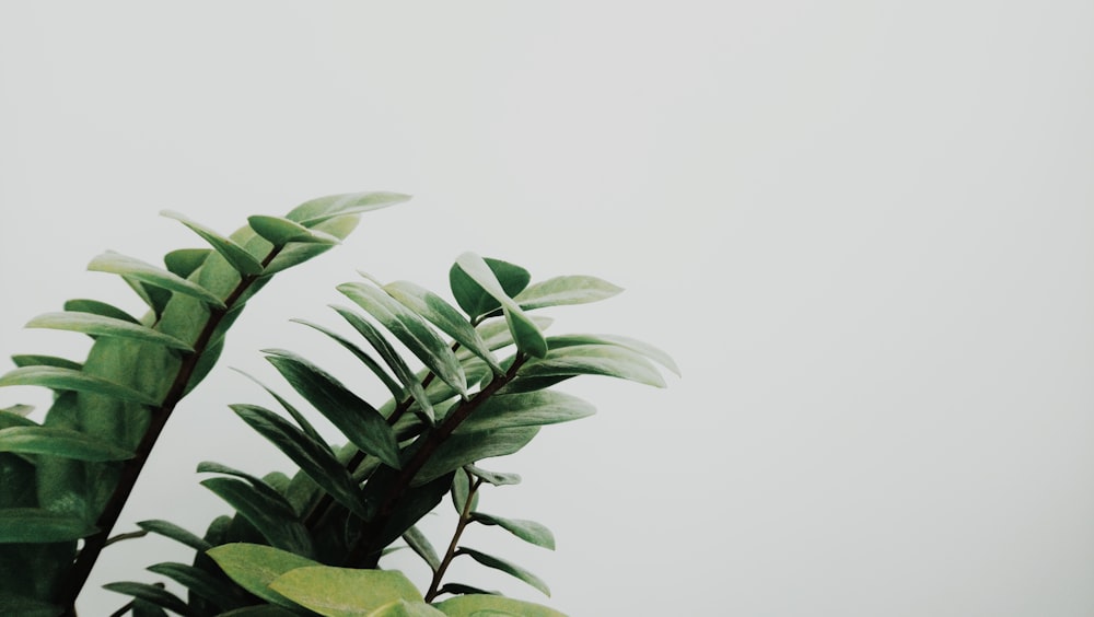 aesthetic minimalist plant background