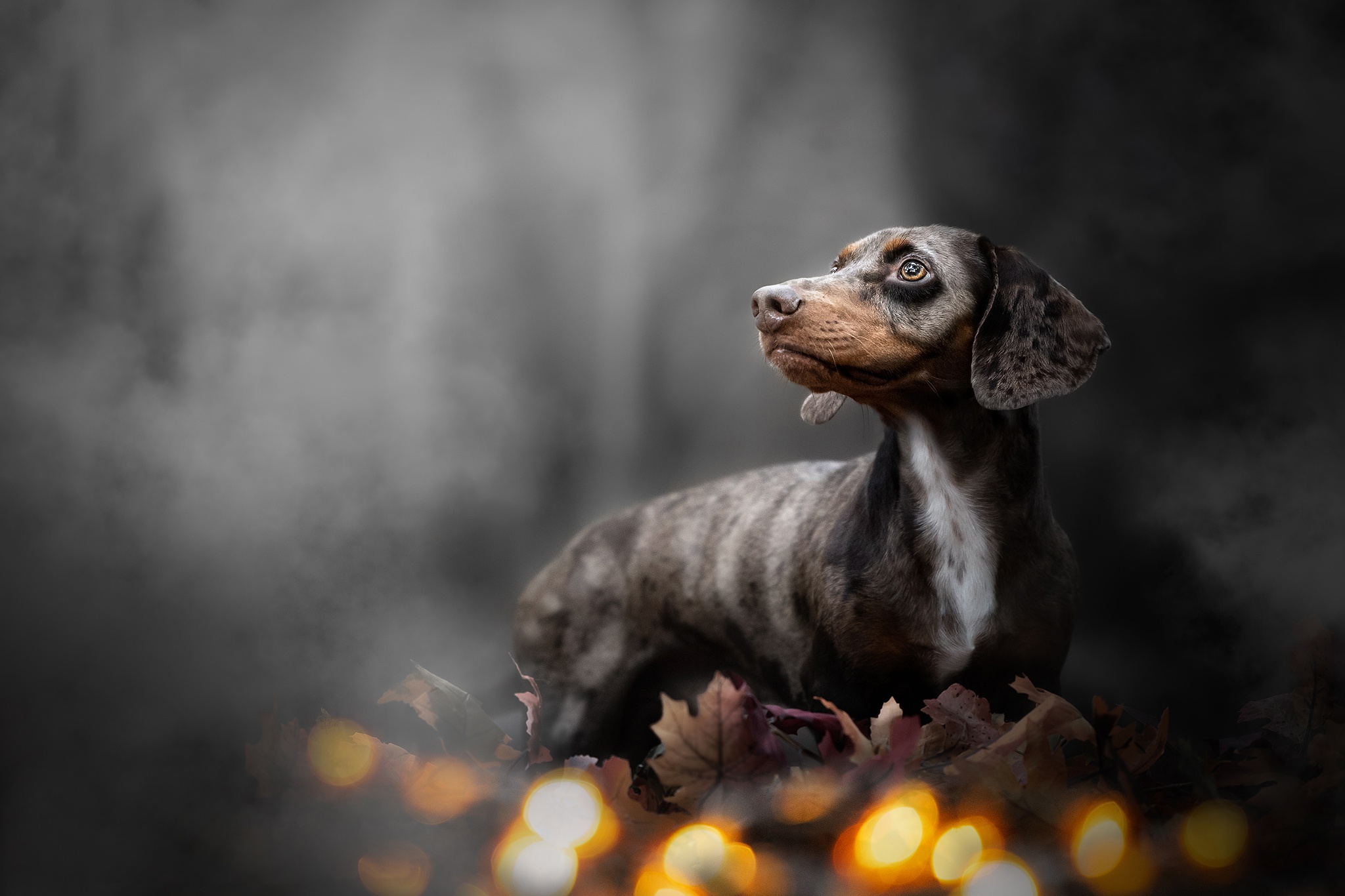 dachshund wallpaper hd