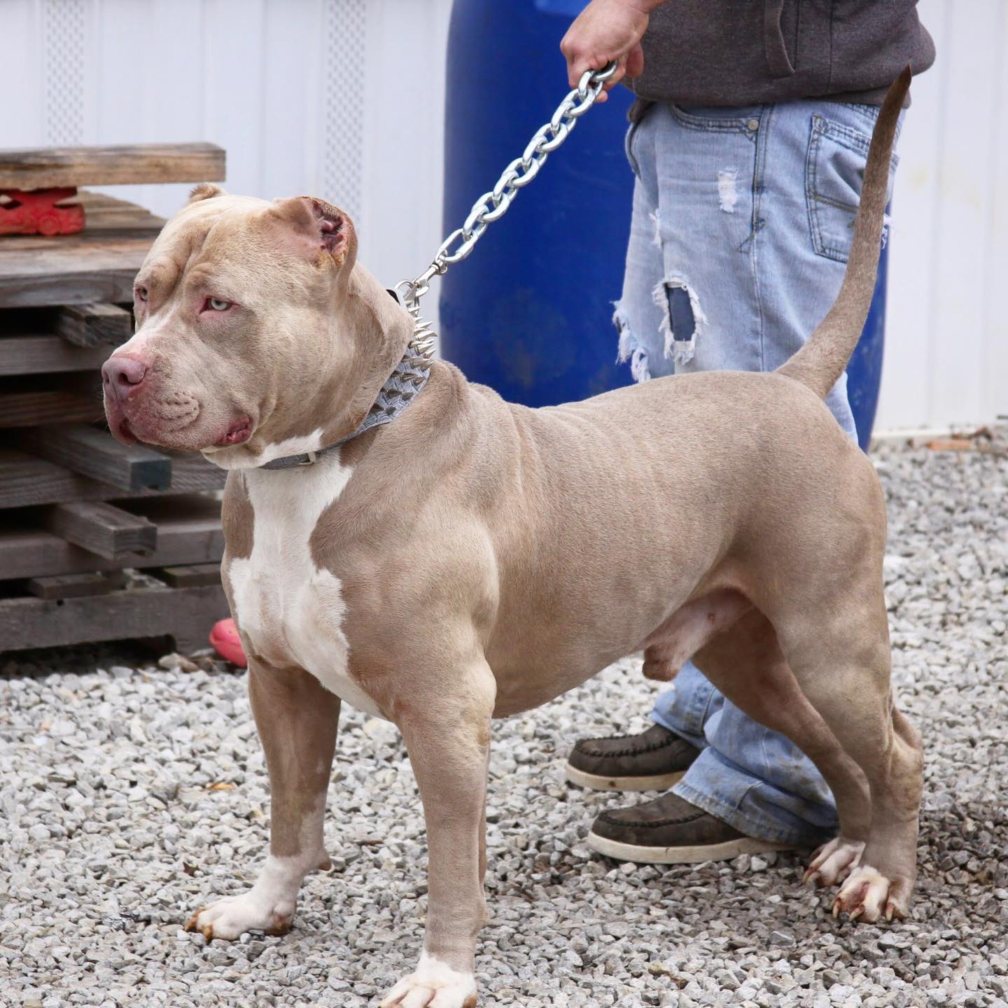 red nose bully pitbull