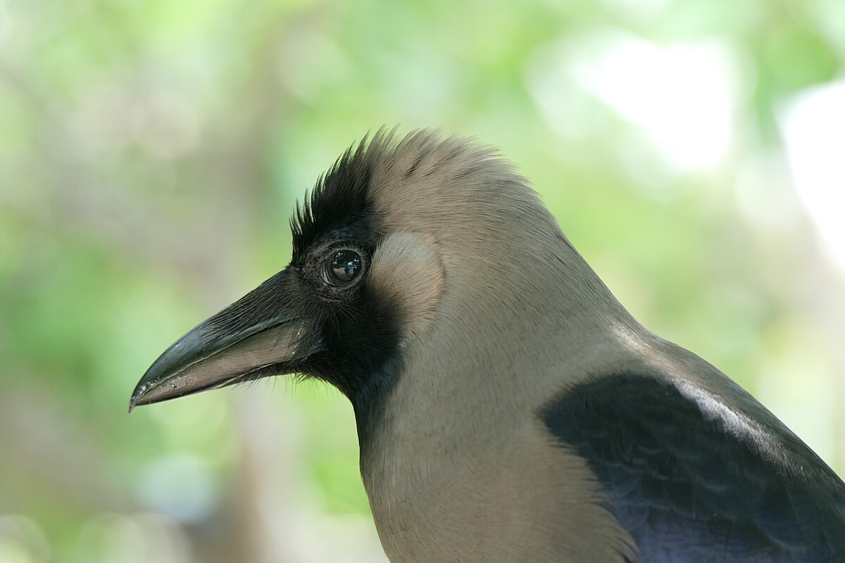 tamil crow