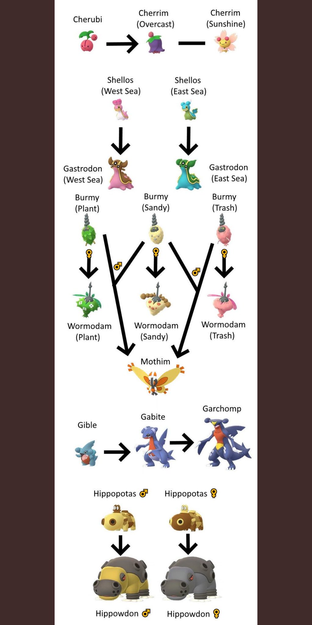 shellos evolution chart