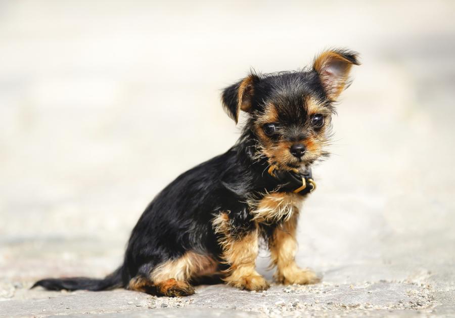 chihuahua yorkie x