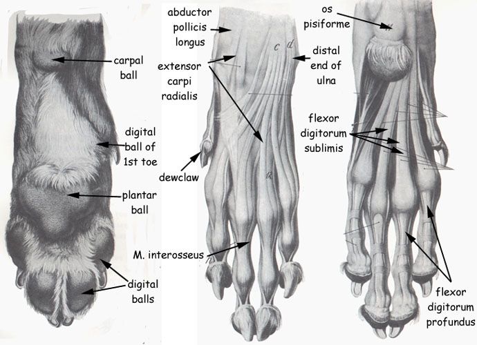 anatomy of a dogs paw