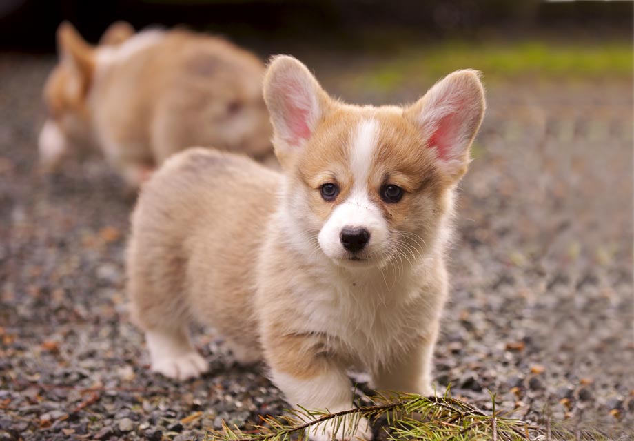 corgi puppy for sale