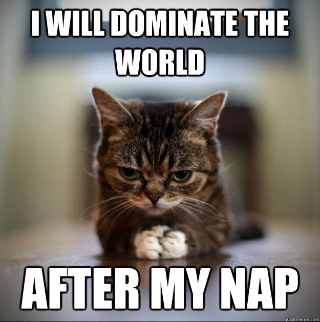 sleep deprived cat meme