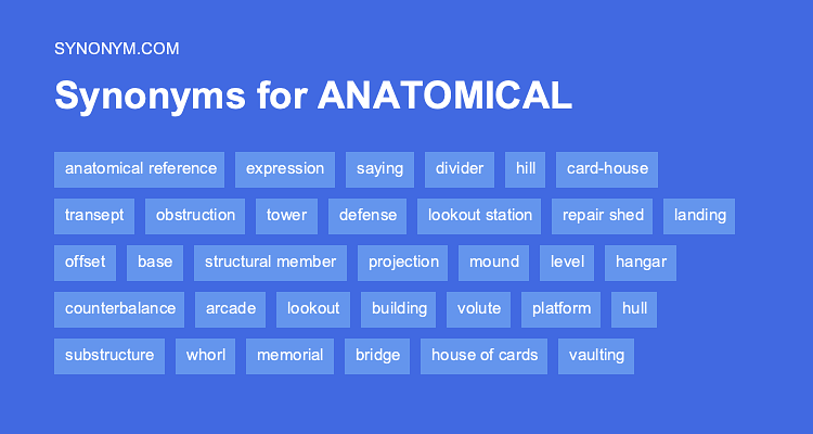 anatomy and synonyms