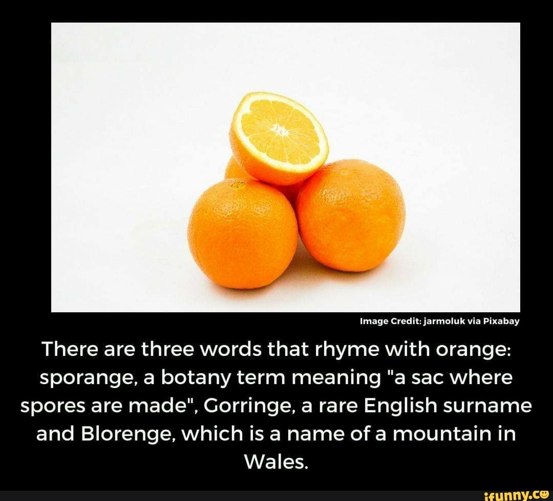 what does sporange mean
