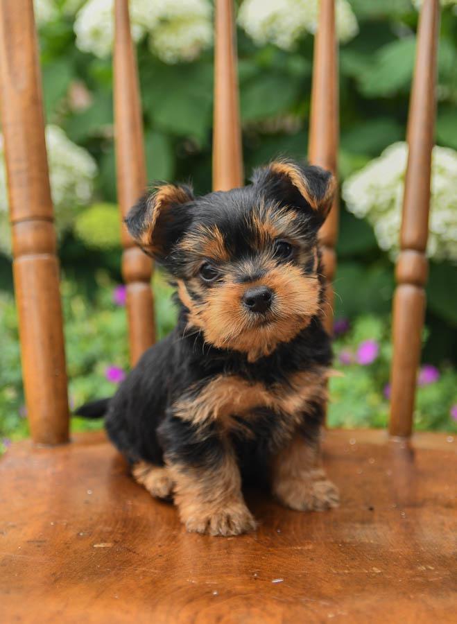 yorkies for sale near me