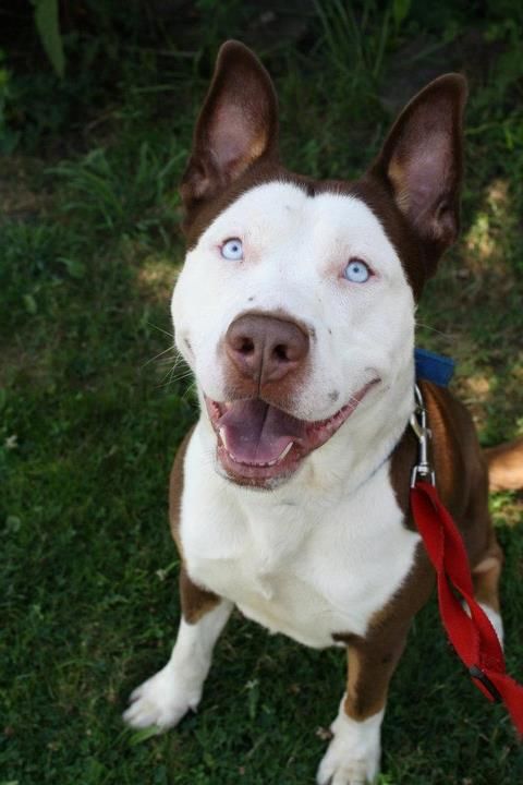 pitbull y husky