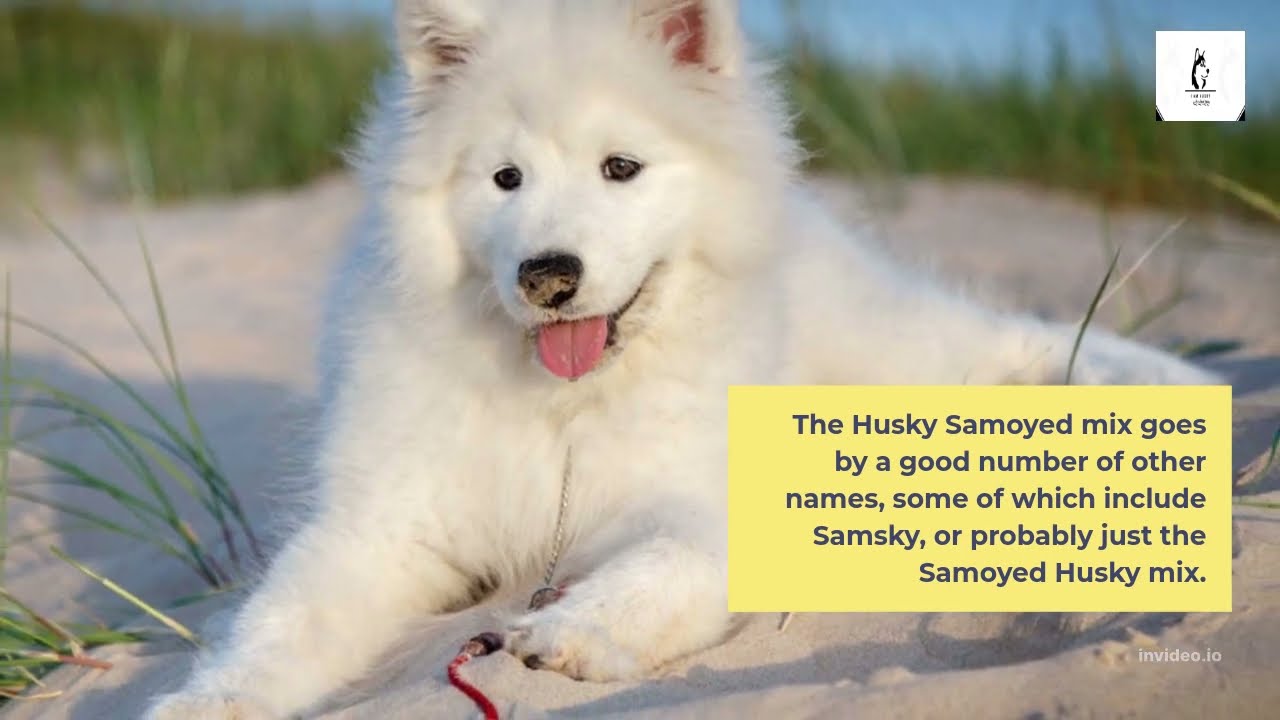 samoyed and husky mix