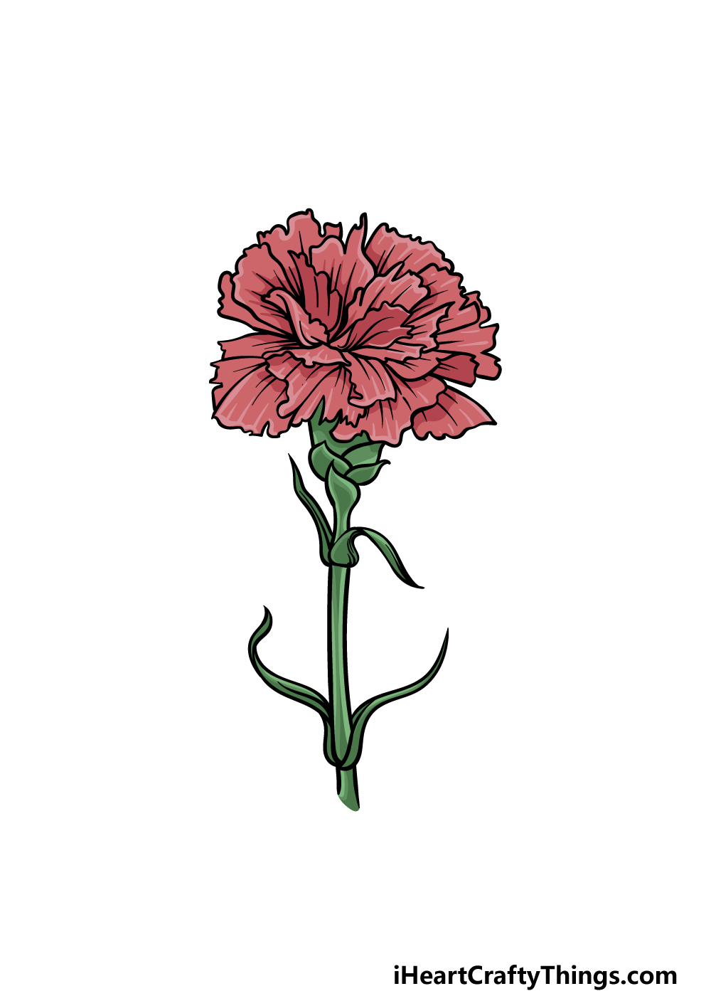 carnation flower drawing