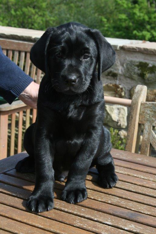 labradors for sale near me