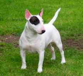 english bull terrier for sale near me