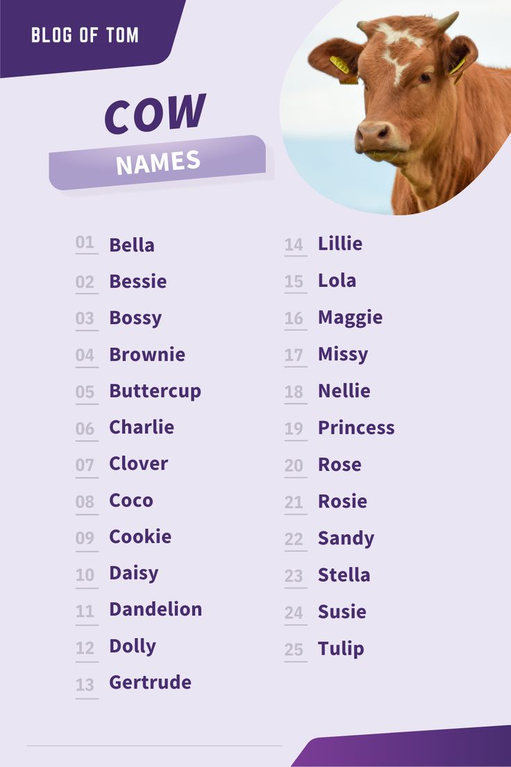 cute heifer names