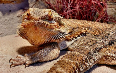 how to bond with a bearded dragon