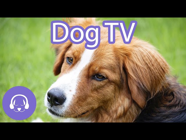 dog videos for dogs youtube