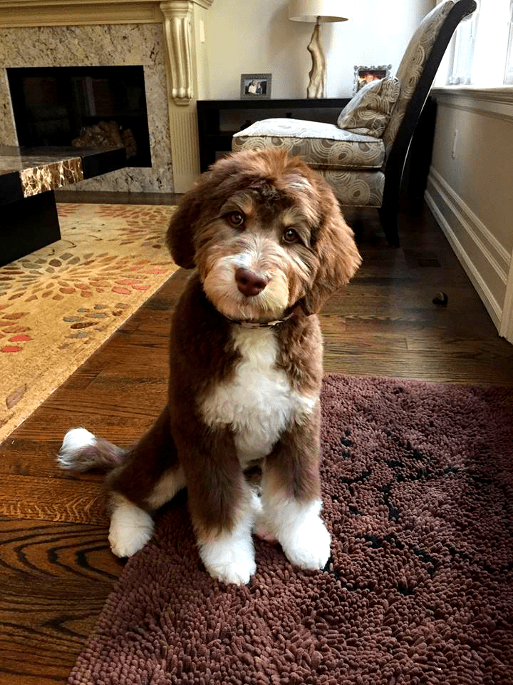 aussiedoodle braun