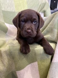 lab puppies for sale norfolk