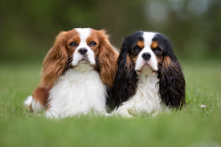 cavalier charles spaniel rescue