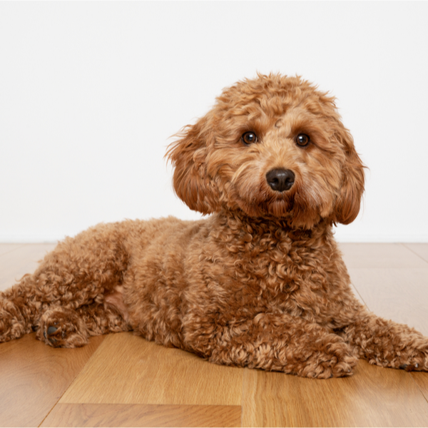 adult cavapoo for sale