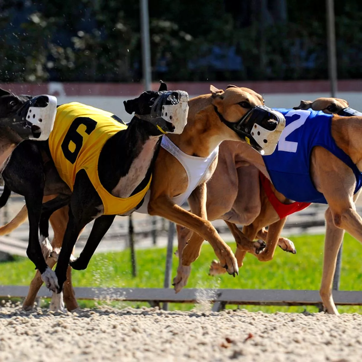 greyhound racing results today