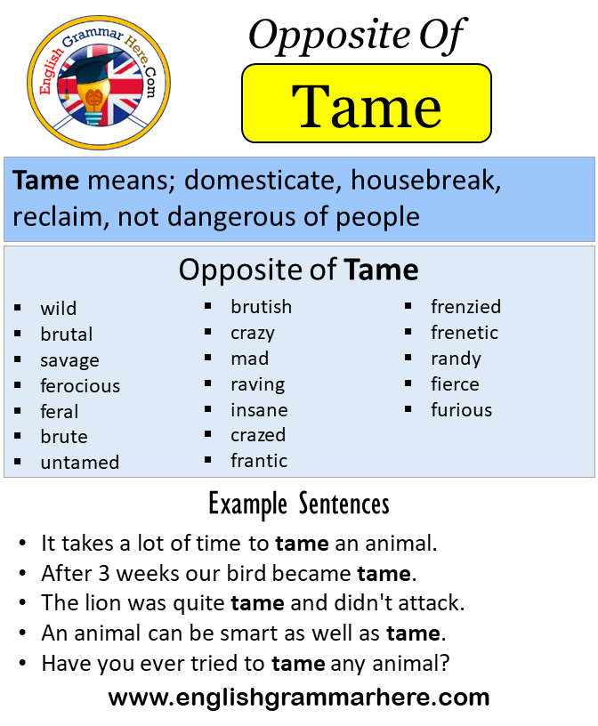 tame opposite word