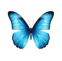 mariposa png sin fondo