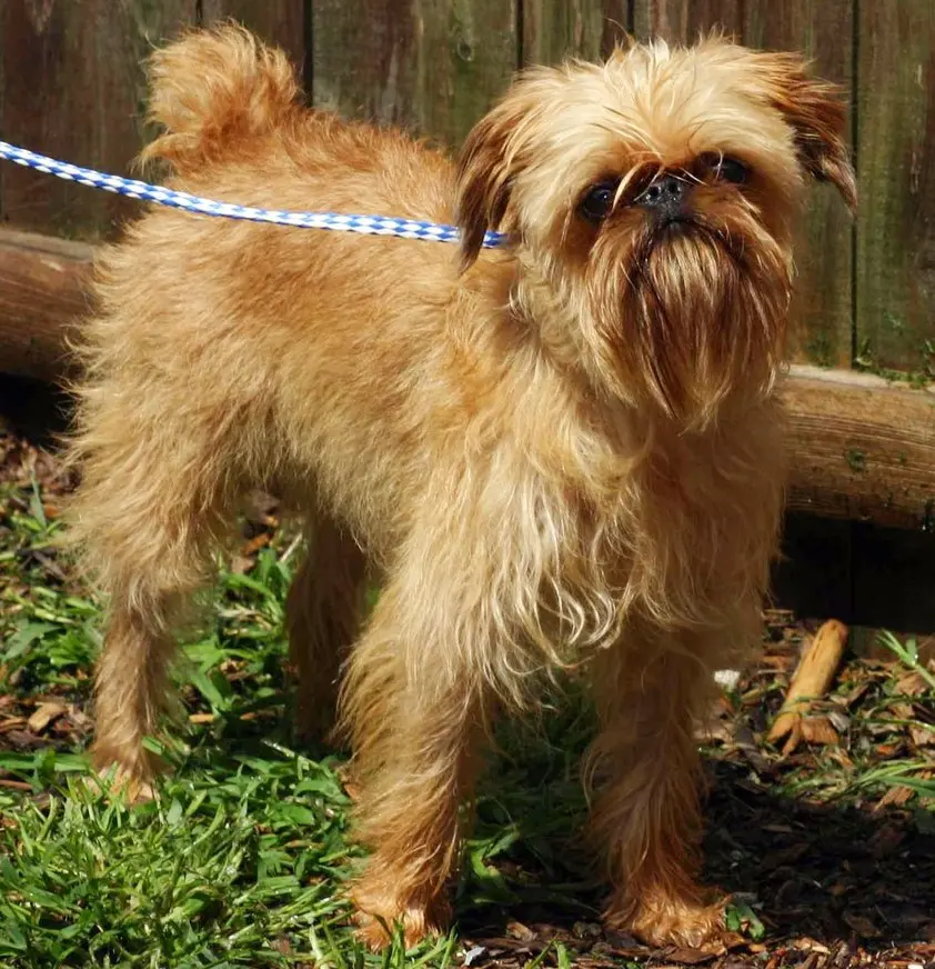 brussels griffon rescue uk