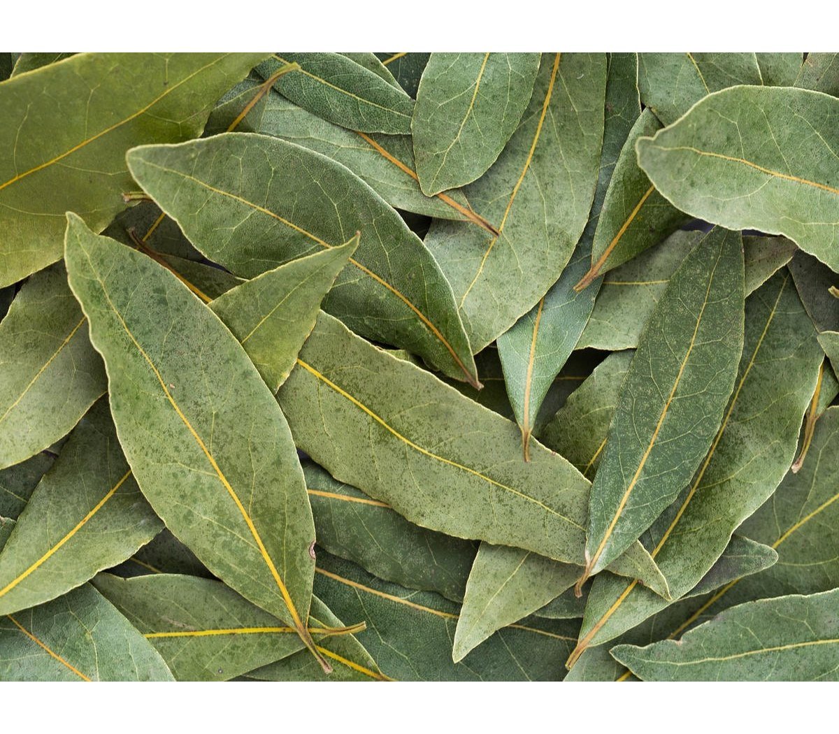 bay leaves 1 kg price